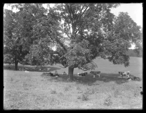Cows resting under a tree, probably the McCready Farm, Crawford County, Pennsylvania, c Cows resting under a tree, probably the McCready Farm, Crawford County, Pennsylvania, c