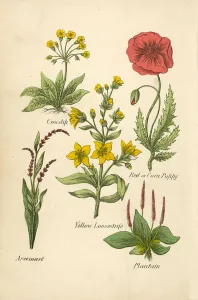 Cowslip, Red or Corn Poppy, Yellow Loosestrife, Arsemart, Plantain (colour litho) Cowslip, Red or Corn Poppy, Yellow Loosestrife, Arsemart, Plantain (colour litho)