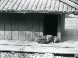 Four Coyote pups resting in the entrance of their den/wooden kennel, London Zoo Four Coyote pups resting in the entrance of their den/wooden kennel, London Zoo