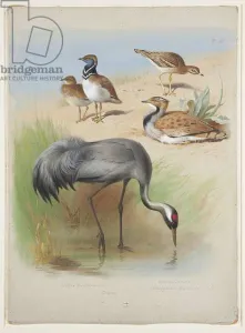 Crane, stone curlew and bustards, c.1915 (w/c & bodycolour over pencil on paper) Crane, stone curlew and bustards, c.1915 (w/c & bodycolour over pencil on paper)
