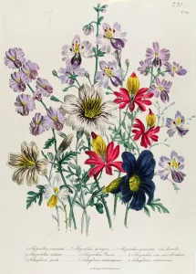 Cranes Bill, plate 42 from The Ladies Flower Garden, published 1842 Cranes Bill, plate 42 from The Ladies Flower Garden, published 1842