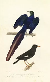 Caudatus Gallery: Crested myna and long-tailed glossy starling. 1839 (engraving)