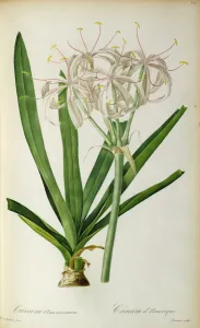 Crinum Americanum, from Les Liliacees, 1805-16 (coloured engraving) Crinum Americanum, from Les Liliacees, 1805-16 (coloured engraving)