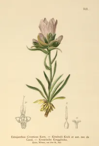 Croatian Grassy Bell (Edrajanthus Croaticus, Edraianthus croaticus Croatian Grassy Bell (Edrajanthus Croaticus, Edraianthus croaticus