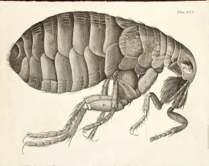 Cross-section of a Flea from Micrographia, pub. 1665 (engraving) Cross-section of a Flea from Micrographia, pub. 1665 (engraving)