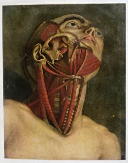 Cross-section of the right hand side of the neck and face, c.1745 (mezziotint) Cross-section of the right hand side of the neck and face, c.1745 (mezziotint)