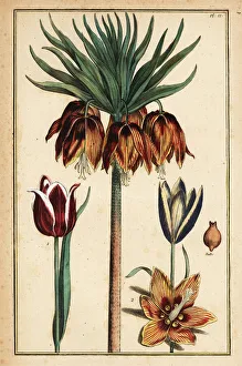 Crown imperial lily, Fritillaria imperialis, and tulips, Tulipa gesneriana Crown imperial lily, Fritillaria imperialis, and tulips, Tulipa gesneriana
