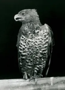 A Crowned Eagle perched at London Zoo, November 1923 (b/w photo) A Crowned Eagle perched at London Zoo, November 1923 (b/w photo)