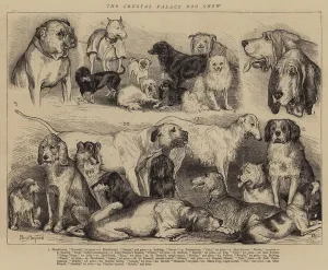 St Bernard Gallery: The Crystal Palace Dog Show (engraving)
