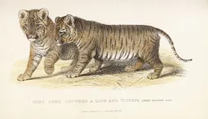 Cubs bred between a Lion and Tigress, three months old, 1827-1835 Cubs bred between a Lion and Tigress, three months old, 1827-1835