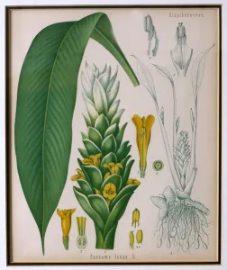 Curcuma longa (turmeric) from Kohlers Medicinal Plants