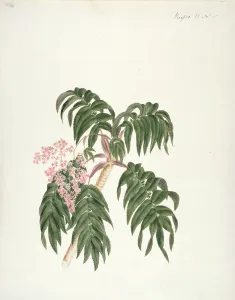 Cusso or Banbesia; Abyssinia (leaves and flowers) (w/c and gouache over graphite Cusso or Banbesia; Abyssinia (leaves and flowers) (w/c and gouache over graphite