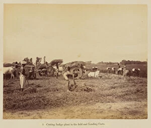 Cutting indigo plant in the field and loading carts, 1877 (albumen silver print)