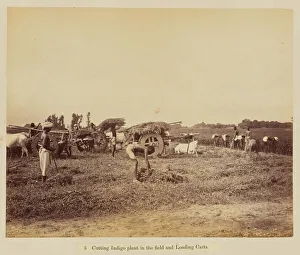 Cutting indigo plant in the field and loading carts, 1877 (albumen silver print) Cutting indigo plant in the field and loading carts, 1877 (albumen silver print)