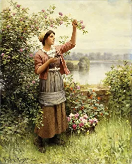 Images Dated 2nd January 2013: Cutting Roses Along the Seine, (oil on canvas)