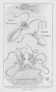 Cuttle, Sepia offcinalis; Squid, Loligo vulgaris; and Octopus, Octopus vulgaris (litho) Cuttle, Sepia offcinalis; Squid, Loligo vulgaris; and Octopus, Octopus vulgaris (litho)