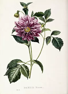Dahlia Rosea, 1715 (coloured engraving)