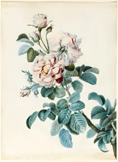 Images Dated 17th September 2012: Damask Rose (w / c & bodycolour over graphite outline on vellum)