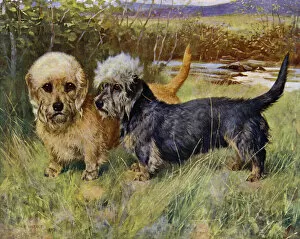 The Dandie Dinmont Terriers, Ch Blacket House Yet, Mustard and Ch Ancrum Fanny, Pepper (colour litho)