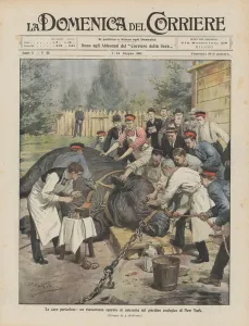 Dangerous cures, a rhinoceros operated by a cataract in the New York Zoo (colour litho) Dangerous cures, a rhinoceros operated by a cataract in the New York Zoo (colour litho)