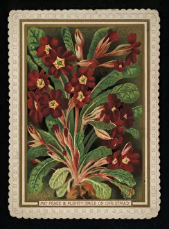 Dark red primrose, Christmas greetings card. (chromolitho)