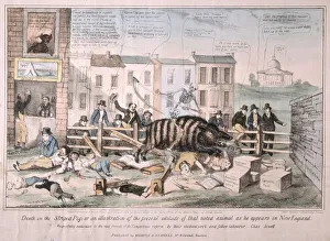Death on the Striped Pig, 1839 (colour litho) Death on the Striped Pig, 1839 (colour litho)