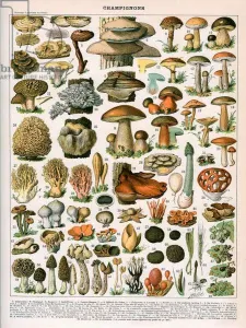 Color Lithograph Gallery: Decorative Print of Champignons by Demoulin, 1897 (colour lithograph)