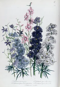Delphiniums, plate 3 from The Ladies Flower Garden, published 1842 Delphiniums, plate 3 from The Ladies Flower Garden, published 1842