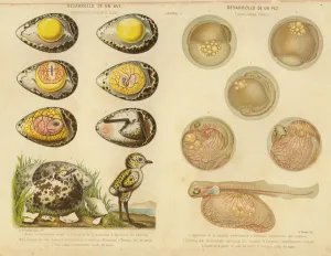 Development of a bird and a fish (colour litho) Development of a bird and a fish (colour litho)