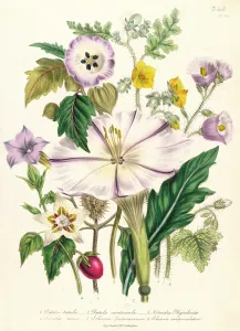Devils Trumpet, plate 46 from The Ladies Flower Garden, published 1842 Devils Trumpet, plate 46 from The Ladies Flower Garden, published 1842