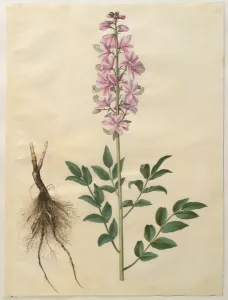 Dictamnus albus from the album Gottorfer Codex, c.1650 (gouache on parchment) Dictamnus albus from the album Gottorfer Codex, c.1650 (gouache on parchment)