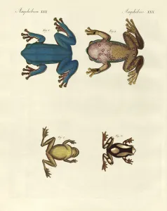 Different kinds of foreign tree frogs (coloured engraving) Different kinds of foreign tree frogs (coloured engraving)