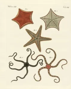 Different kinds of starfish (coloured engraving) Different kinds of starfish (coloured engraving)