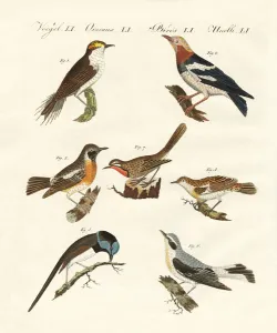 Whinchat Gallery: Different kinds of warbler (coloured engraving)