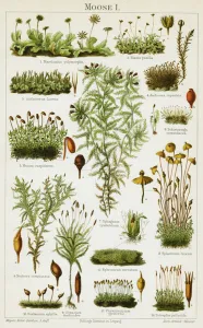 Different species of Moss, 1894 (Chromolithograph) Different species of Moss, 1894 (Chromolithograph)