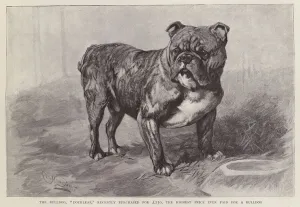 Dockleaf, the most expensive bulldog ever at the time of its purchase in 1892 (litho) Dockleaf, the most expensive bulldog ever at the time of its purchase in 1892 (litho)