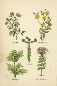 Dodder, Dropwort, Cudweed, Eringo, Eye Bright (colour litho) Dodder, Dropwort, Cudweed, Eringo, Eye Bright (colour litho)