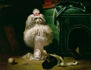 A Dog of the Havannah Breed, 1768 (oil on canvas)