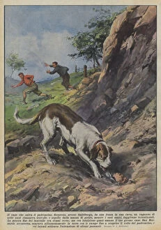 St Bernard Gallery: The dog that saves the owner (colour litho)