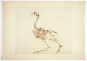 Dorking Hen Skeleton, Lateral View, from A Comparative Anatomical Exposition Dorking Hen Skeleton, Lateral View, from A Comparative Anatomical Exposition