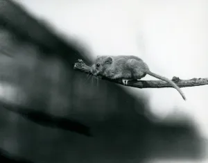 A Dormouse on a branch at London Zoo, May 1914 (b/w photo) A Dormouse on a branch at London Zoo, May 1914 (b/w photo)