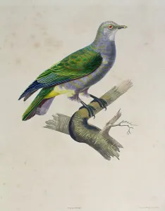 A Dove, from Voyage Around the World on the Frigate Venus, 1836-39 A Dove, from Voyage Around the World on the Frigate Venus, 1836-39
