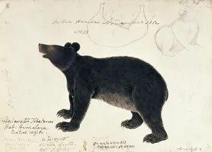 Drawing of an Asiatic Black Bear, Ursus Tibetanus , from the Central Region Drawing of an Asiatic Black Bear, Ursus Tibetanus , from the Central Region