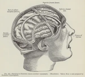 Drawing to illustrate cranio-cerebral topography, Macalister (engraving) Drawing to illustrate cranio-cerebral topography, Macalister (engraving)