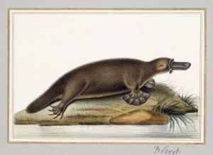Duck-billed Platypus (chalk, brush, watercolour) Duck-billed Platypus (chalk, brush, watercolour)