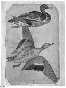 Ducks, from the The Vallardi Album (pen and ink and w/c on paper) (b/w photo) Ducks, from the The Vallardi Album (pen and ink and w/c on paper) (b/w photo)