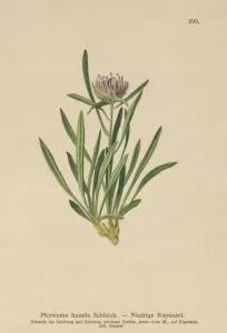 Dwarf Rampion (Phyteuma humile) (colour litho) Dwarf Rampion (Phyteuma humile) (colour litho)