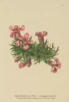 Dwarf Soapwort (Silene Pumilio, Saponaria pumilia) (colour litho)
