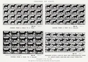 Eadweard Muybridge: Change of Gait (b/w photo) Eadweard Muybridge: Change of Gait (b/w photo)