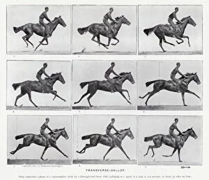 Photographs Gallery: Eadweard Muybridge: Transverse-Gallop (b / w photo)